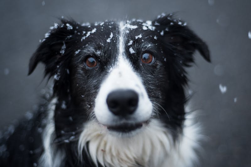 Border Collie portret — schilderen op nummer bij Canvano