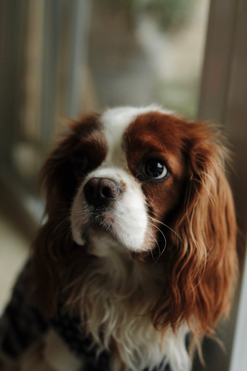 Cavalier King Charles portret — schilderen op nummer bij Canvano