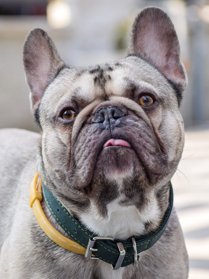 Franse Bulldog portret — schilderen op nummer bij Canvano