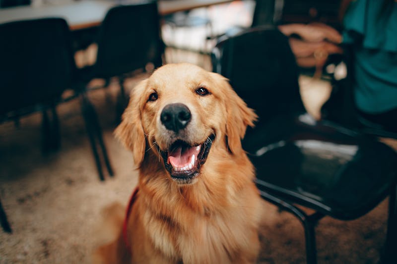 Golden Retriever portret — schilderen op nummer bij Canvano