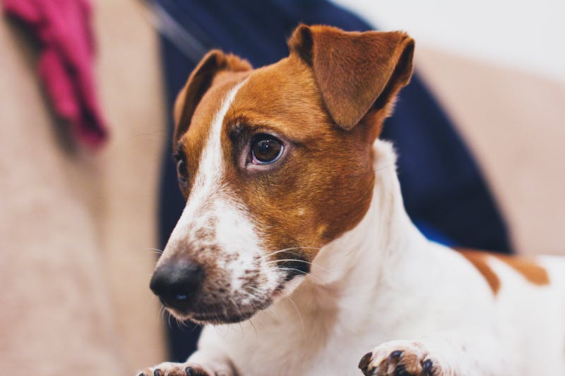 Jack Russell portret — schilderen op nummer bij Canvano
