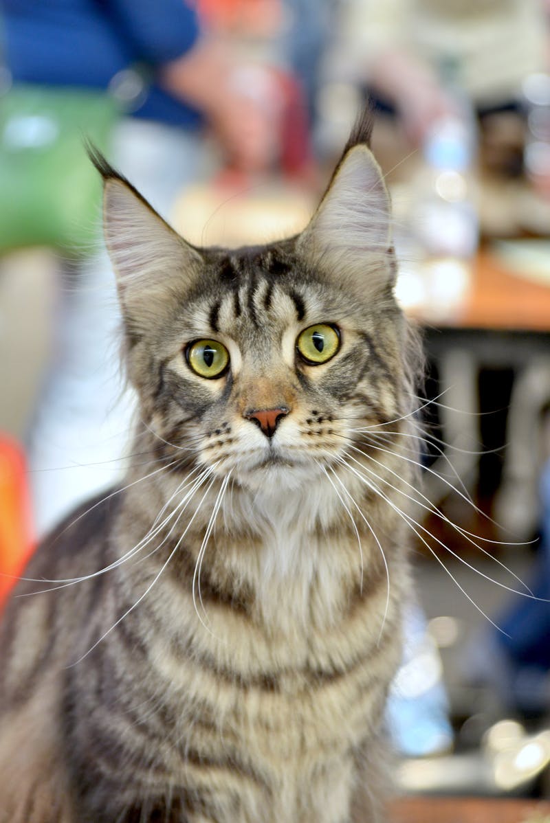 Maine Coon portret — schilderen op nummer bij Canvano