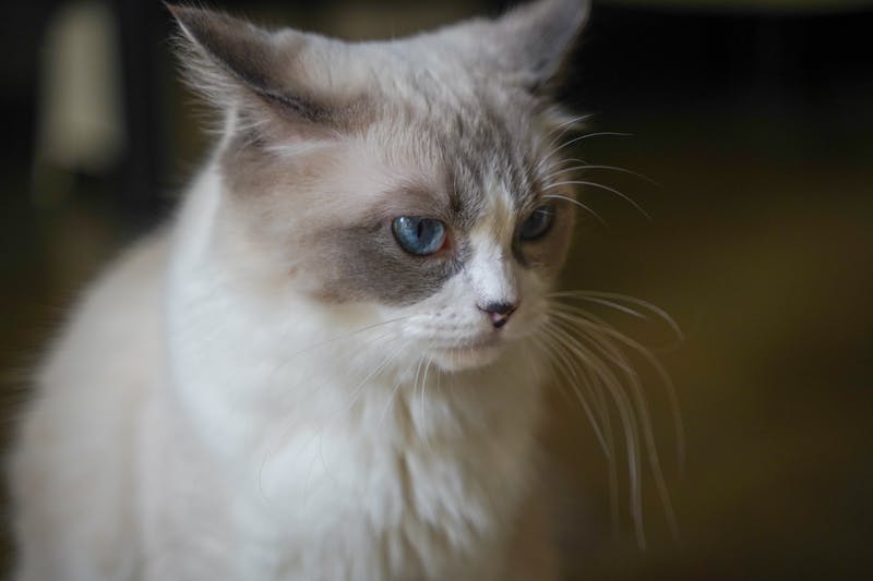 Ragdoll portret — schilderen op nummer bij Canvano