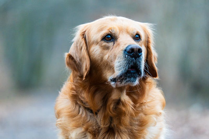 Golden retriever portret — perfect voor schilderen op nummer