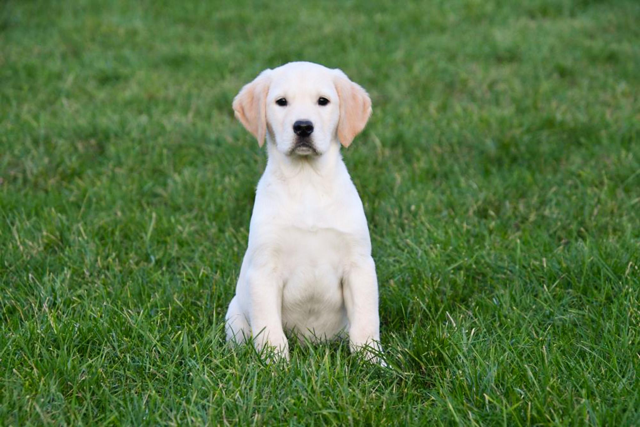 Originele foto van een labrador puppy